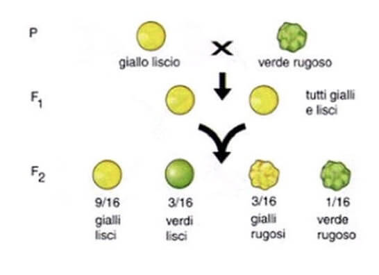 risultati alla base della terza legge di Mendel